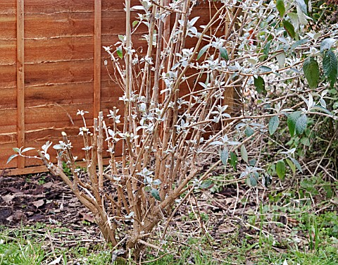 PRUNING_BUDDLEJA_DAVIDII_HALFWAY_THROUGH_TASK