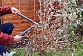 PRUNING BUDDLEJA DAVIDII