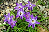 IPHEION UNIFLORUM FROYLE MILL PLANT GROWING IN GRAVEL