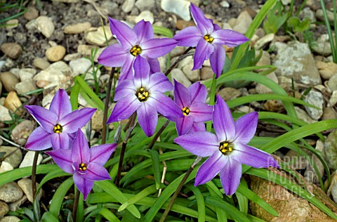 IPHEION_UNIFLORUM_FROYLE_MILL_PLANT_GROWING_IN_GRAVEL