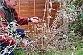 PRUNING BUDDLEJA DAVIDII