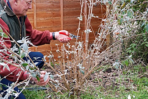 PRUNING_BUDDLEJA_DAVIDII