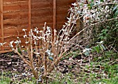 PRUNING BUDDLEJA DAVIDII, LAST FEW STEMS LEFT TO PRUNE.