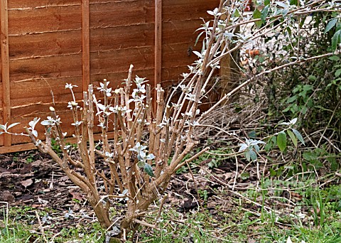 PRUNING_BUDDLEJA_DAVIDII_LAST_FEW_STEMS_LEFT_TO_PRUNE