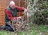 PRUNING BUDDLEJA DAVIDII, REMOVING LAST OF THE STEMS