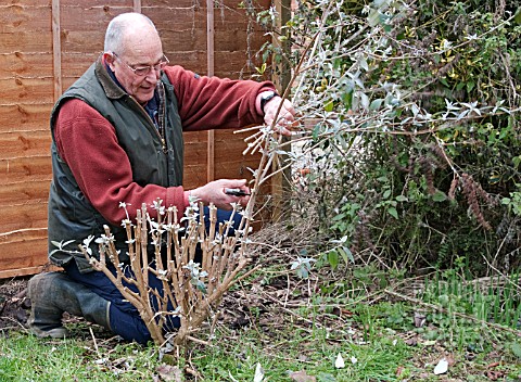 PRUNING_BUDDLEJA_DAVIDII_REMOVING_LAST_OF_THE_STEMS