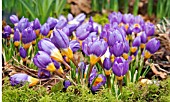 CROCUS SIEBERI TRICOLOR GROWING AMONG MOSS