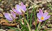 CROCUS IMPERATI DE JAGER