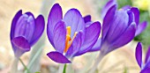 CROCUS TOMASSINIANUS