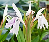 ROSCOEA MONIQUE