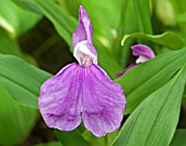 ROSCOEA AURICULATA