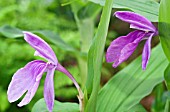 ROSCOEA AURICULATA