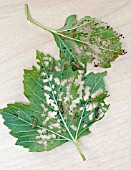 VIBURNUM BEETLE, PYRRHALTA VIBURNI, LARVAE ON VIBURNUM OPULUS.