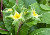 PRIMULA VULGARIS FRANCESCA