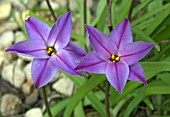 IPHEION UNIFLORUM FROYLE MILL  CLOSE UP OF TWO FLOWERS