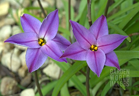 IPHEION_UNIFLORUM_FROYLE_MILL__CLOSE_UP_OF_TWO_FLOWERS
