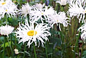 LEUCANTHEMUM X SUPERBUM PHYLLIS SMITH