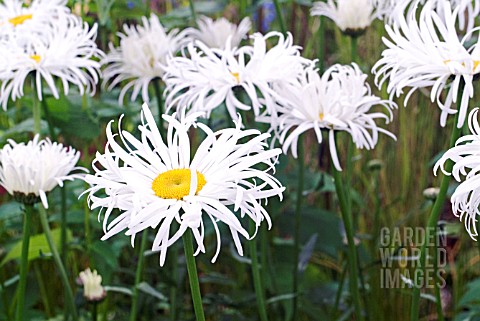 LEUCANTHEMUM_X_SUPERBUM_PHYLLIS_SMITH