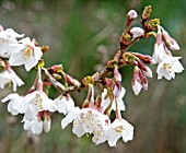 PRUNUS INCISA KOJO NO MAI