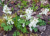 CORYDALIS MALKENSIS