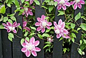 CLEMATIS JOSEPHINE GROWING ON A BLACK PAINTED FENCE