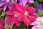 CLEMATIS REBECCA