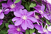 CLEMATIS AMESHISUTO