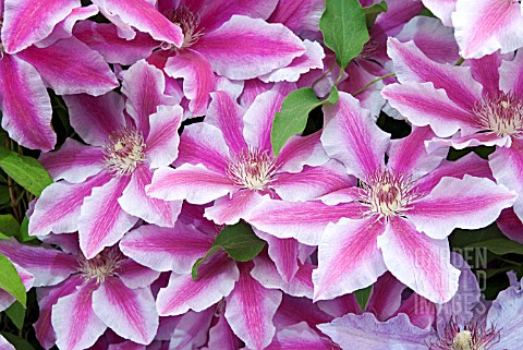CLEMATIS_LOVE_JEWELRY