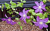 CLEMATIS BONANZA