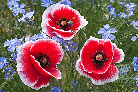 PAPAVER_RHOEAS_SCARLET_WITH_WHITE_PICOTEE_WITH_PERENNIAL_FLAX_LINUM_PERENNE