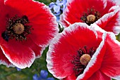 POPPIES, PAPAVER RHOEAS