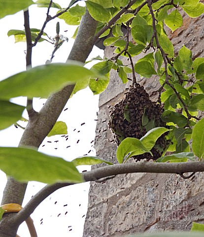 A_SWARM_OF_BEES_BEGINNING_TO_GATHER_IN_A_MAGNOLIA_TREE