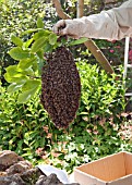 COLLECTING A SWARM OF BEES FROM A MAGNOLIA TREE.