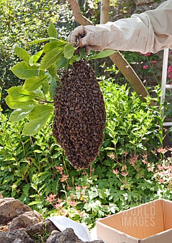 COLLECTING_A_SWARM_OF_BEES_FROM_A_MAGNOLIA_TREE