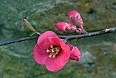 CHAENOMELES PINK LADY,   JAPANESE QUINCE BRANCH WITH BUDS AND FLOWER.