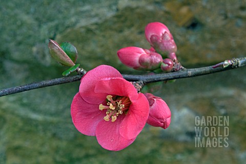 CHAENOMELES_PINK_LADY___JAPANESE_QUINCE_BRANCH_WITH_BUDS_AND_FLOWER