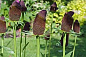 RUDBECKIA OCCIDENTALIS GREEN WIZARD