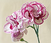 DIANTHUS GRANS FAVOURITE