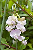 LATHYRUS LATIFOLIUS BLUSHING BRIDE