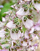 SALVIA SCLAREA VAR. TURKESTANICA