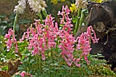 CORYDALIS DIETER SCHACHT  MATURE PLANT,  GROWN IN SHADE