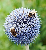 ECHINOPS RITRO, GLOBE THISTLE