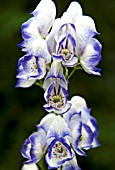 ACONITUM X CAMMARUM BICOLOR