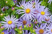 ASTER X FRIKARTII MONCH