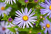 ASTER X FRIKARTII MONCH