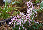 CORYDALIS BETH EVANS  GROWN IN SHADE.