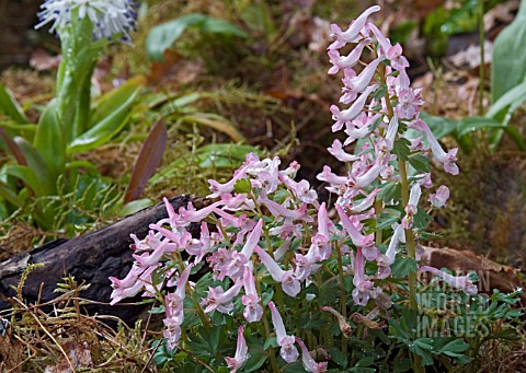 CORYDALIS_BETH_EVANS__GROWN_IN_SHADE