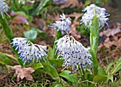 YPSILANDRA THIBETICA GROWING IN SHADE.