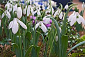 GALANTHUS ELWESII  VAR. MONOSTICTUS H. PURCELL