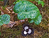 ASARUM MAXIMUM